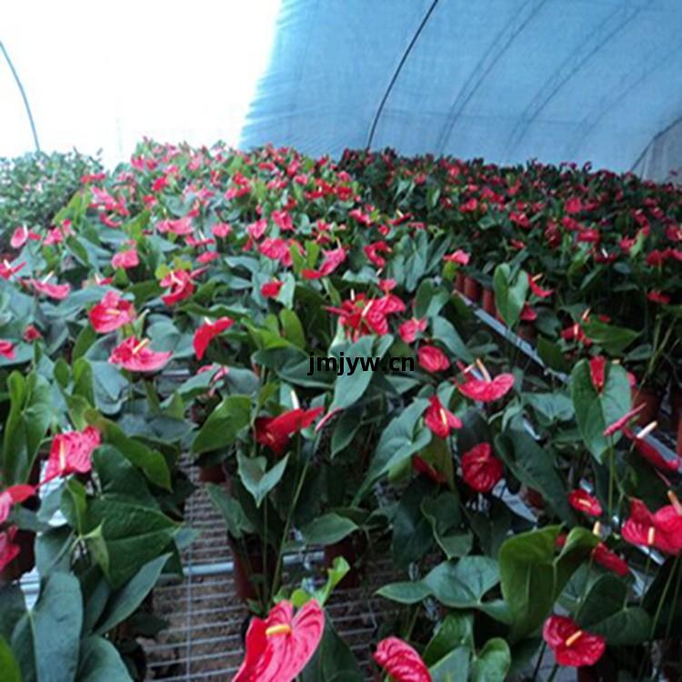 綠化(hua)花(hua)卉(hui)與豆類(lei)種植 昆(kun)明(ming)湯(tang)池杜文(wen)亞花(hua)卉(hui)種植園(yuan)的多樣(yang)經營