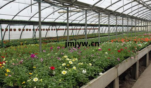 花卉(hui)栽(zai)培背景與種(zhong)植(zhi)技(ji)術(shu)探析(xi)