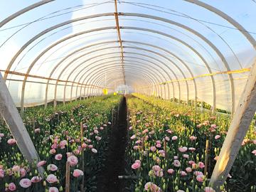 洋(yang)桔梗與蔬(shu)菜種植(zhi) 技(ji)術(shu)與要點(dian)