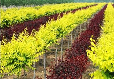 重(zhong)慶(qing)市涪陵區倩(qian)倩(qian)花卉(hui)種(zhong)植(zhi)園 花卉(hui)種(zhong)植(zhi)的藝術(shu)與科(ke)學(xue)