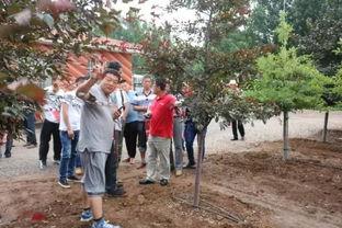 戈(ge)壁灘(tan)上(shang)的花木工廠(chang) 甘肅金昌(chang)的花卉(hui)種(zhong)植(zhi)奇跡