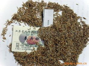 沭陽(yang)縣(xian)新(xin)河(he)鎮(zhen)新河(he)街鴻翔(xiang)花卉(hui)苗(miao)木場(chang)花卉(hui)種(zhong)子與種(zhong)苗(miao)產品(pin)列表及(ji)種植(zhi)指(zhi)南