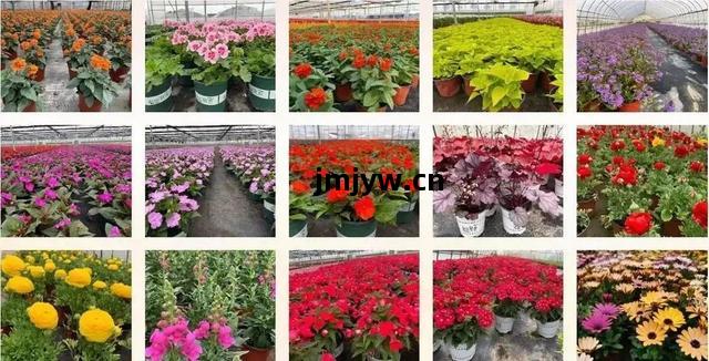 2022年國(guo)家農(nong)民合(he)作(zuo)社(she)示(shi)範(fan)社(she)名(ming)單揭曉(xiao)，青浦蔬(shu)菜(cai)種植合(he)作(zuo)社(she)成(cheng)功入選