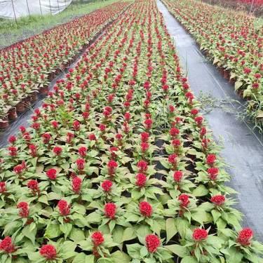 時(shi)令(ling)草花種(zhong)植(zhi)指(zhi)南 綻放四(si)季之(zhi)美