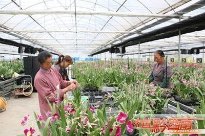 山野(ye)靈草遍地(di)生金(jin) —— 黔(qian)西(xi)南(nan)州(zhou)中藥(yao)材產(chan)業發(fa)展紀(ji)實