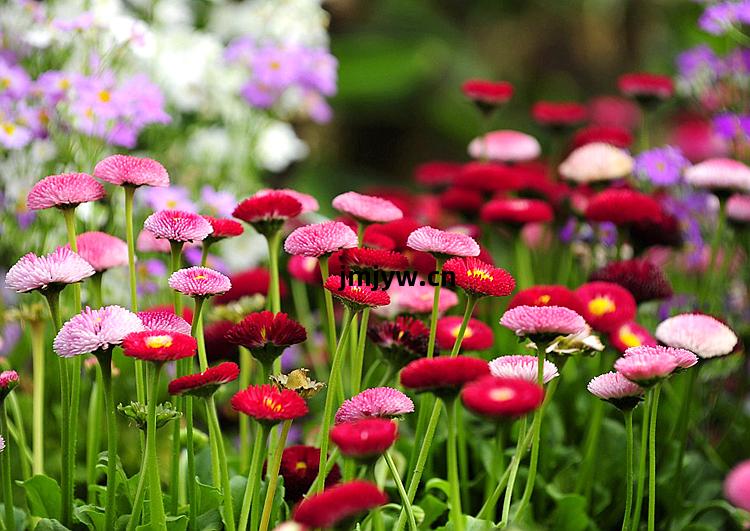 小雛菊的栽(zai)培(pei)指南(nan) 從(cong)播種到綻放(fang)的陽(yang)臺(tai)盆栽(zai)與庭(ting)院種植