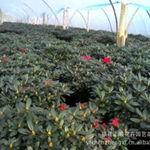 福(fu)建陳海亮花(hua)卉(hui)苗(miao)木(mu)產(chan)品(pin)供(gong)應(ying)與租擺(bai)服(fu)務(wu)全覽(lan)